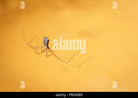 spider on yellow background Stock Photo