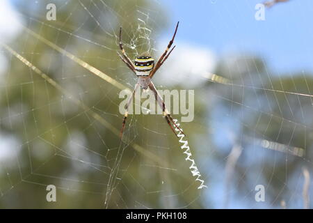 Australian Spider Stock Photo