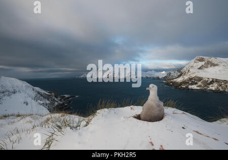 A downy Wandering Albatross chick (Diomedia exulans) on it's nest in the snow on Bird Island, South Georiga, sub-Antarctic Stock Photo