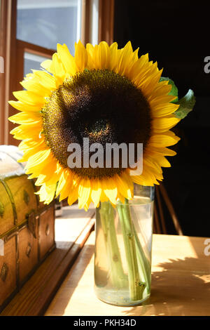 Blooming cut sunflowers in a glass vase. Stock Photo