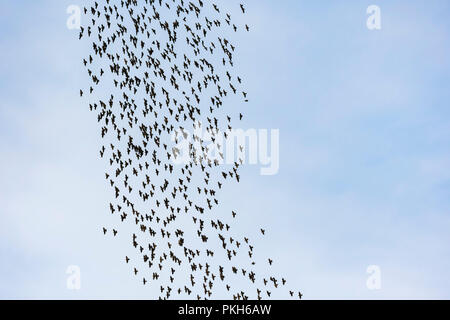 Murmuration of Common Starlings (Sturnus vulgaris) flying in the sky in early Autumn in West Sussex, England, UK. Stock Photo