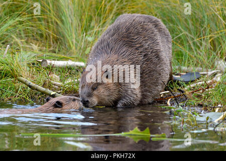 A mother beaver 'Castor canadensis' greeting her year old kit on the shore of Maxwell Lake in Hinton Alberta Canada. Stock Photo
