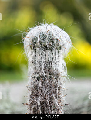Old Man Cactus, Cephalocereus senilis, close up, Manitoba, Canada. Stock Photo