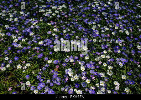 Netherlands,Lisse,Europe, FULL FRAME SHOT OF PURPLE FLOWERING PLANTS Stock Photo