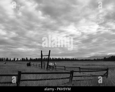 Cloudy plains landscape in black and white with a few horses in the scene Stock Photo