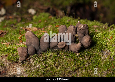 Dead Man’s Fingers, Xylaria polymorpha, growing on a tree stump in the New Forest Hampshire  England UK GB Stock Photo