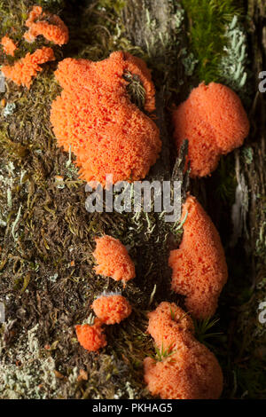 The slime mould, Tubulifera arachnoidea, in the plasmodium stage growing on a tree stump in the New Forest Hampshire England UK GB Stock Photo