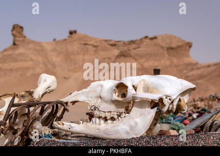 Camel skull in the Ong Jemel Desert in Tunisia Stock Photo