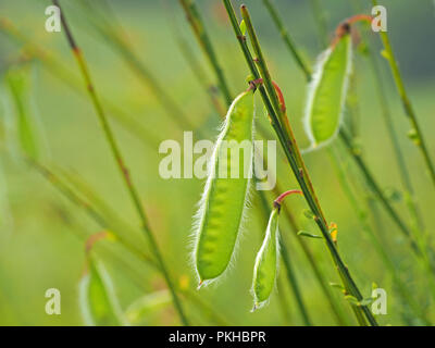 green pea-like seed pods of broom (Cytisus scoparius) with furry edges catching the light on diagonal parallel stems in Ariege Pyrennees,France Stock Photo