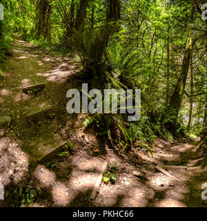 Winding stairway leading deep into the forest Stock Photo