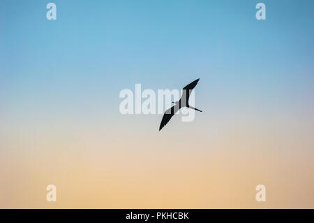 Silhouette of a bird flying against colorful sky Stock Photo
