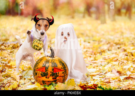 Kid and dog dressed in Halloween costumes with Jack o' lantern pumpkins Stock Photo