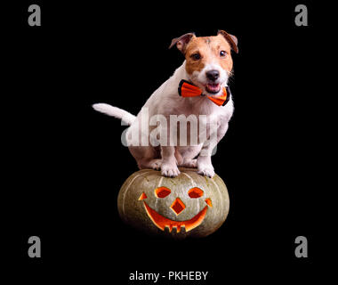 Cute dog with bow tie sitting on carved pumpkin Jack o' lantern Stock Photo