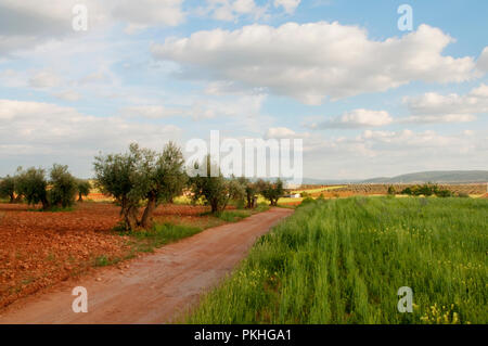 Olive grove and cereal field. Campo de Calatrava, Ciudad Real province, Castilla La Mancha, Spain. Stock Photo