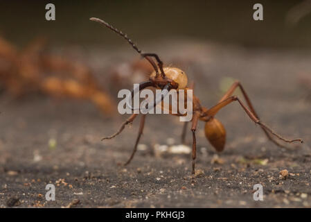 Army ants (Eciton hamatum) in a raiding swarm. The soldier caste has enlarged mandibles and is bigger to more effectively defend against predators. Stock Photo