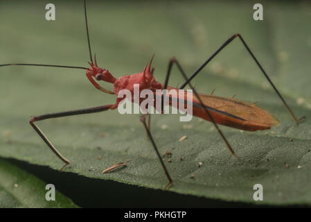 A red assassin bug from Los Amigos Biological station in Peru. Stock Photo