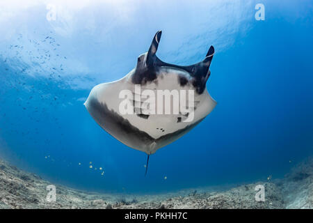Giant Pacific Manta Ray at La Reina, Sea of Cortez (Manta birostris) Stock Photo