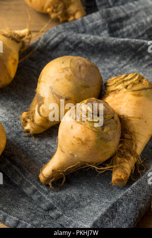 Healthy Raw Organic Brown Rutabaga Root Vegetables Stock Photo