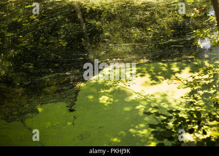 A bright and shadow water surface full of duck weed light green water plant and mysterious mood Stock Photo