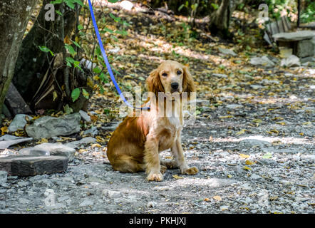 Red dog on a leash tied to the trunk of a tree. Stock Photo