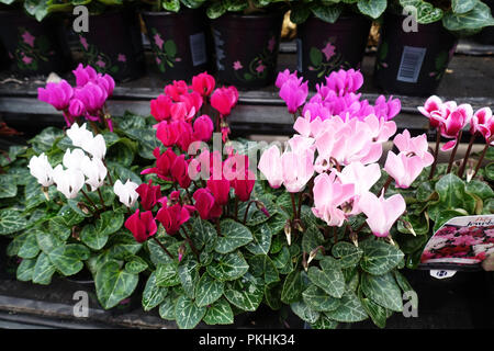 Close up of mixed colours blooming cyclamen flowers with their ornamental  leaves Stock Photo - Alamy