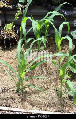 Close up of corn seedlings growing in the ground Stock Photo