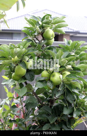 Fresh Green Apples on dwarf apple tree branch Stock Photo