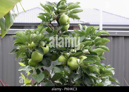 Fresh Green Apples on dwarf apple tree branch Stock Photo