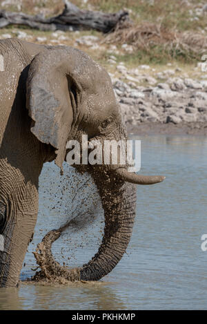Close up head shot of young playful elephant covered in mud standing in waterhole and spraying dirty water at face, Etosha National Park, Namibia