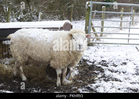 sheep in a snow and muddy covered field Stock Photo