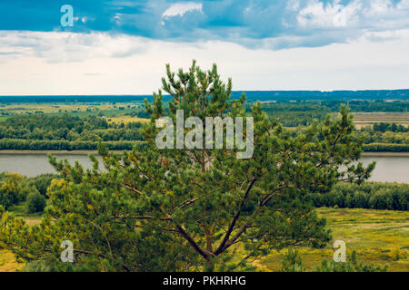 Close-up of a branchy coniferous tree with a brown trunk against the background of a river Stock Photo