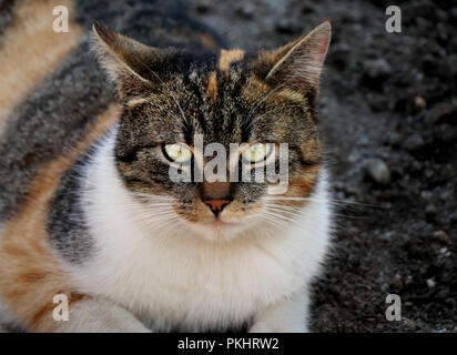 A beautiful view of domestic cat with strict face looking to camera. This is my best friend Liza. Her colours are orange, black and white. Very nice g Stock Photo