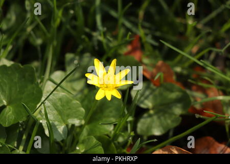 A small yellow flower known as Ficaria verna, lesser celandine, growing in czech republic in Europe Stock Photo