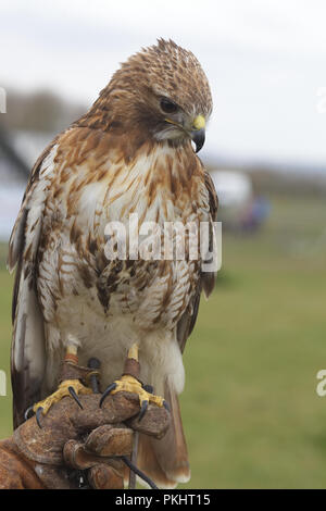 peregrine falcon, falconry display Stock Photo