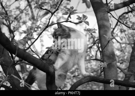 A black and white kitten on the branch of tree in our garden Stock Photo