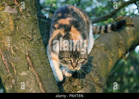 A cat who jumping from the tree. She is so playfull kitten. She grow up before my eyes Stock Photo