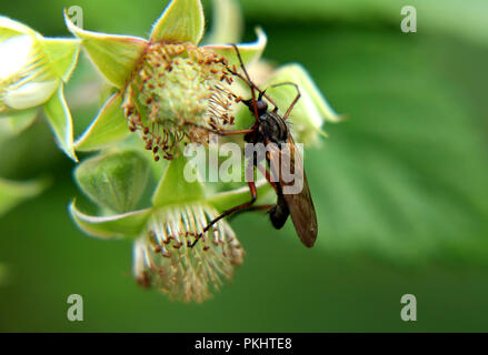 A beautiful Bibio pomonae, heather fly, on bloom of raspberry in our garden. Green background Stock Photo