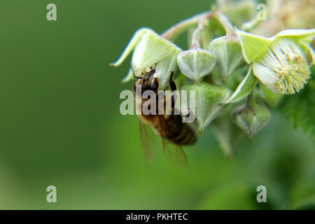 A western honey bee, Apis mellifera, sitting on bloom of raspberry and do her job. Pollinating flower. Blur background Stock Photo