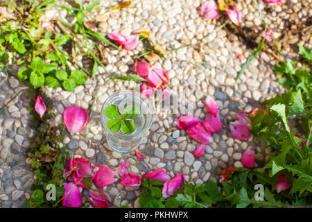 A four leaf clover in a cup Stock Photo