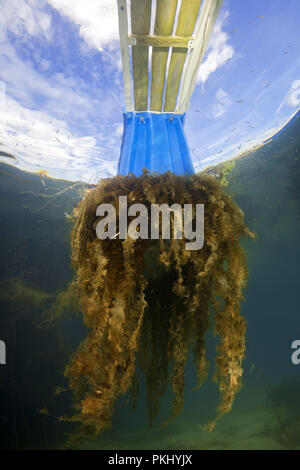 Brown algae Sugar kelp (Saccharina latissima, Laminaria saccharina) hangs from the pontoon berth against the blue sky with clouds Stock Photo