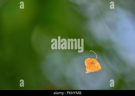 Single old leaf hanging on spiderweb in a forest Stock Photo