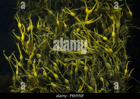 Brown alga Rockweed or Egg Wrack (underawter view). Norwegian Sea, Northern Atlantic region, Averoy, Norway Stock Photo