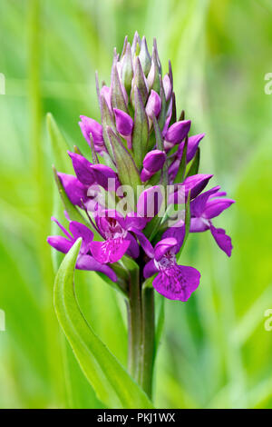Northern Marsh Orchid (dactylorchis purpurella), close up of a single flowering plant. Stock Photo