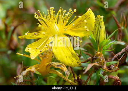 Perforate St. Johns Wort (hypericum perforatum), close up of a single flower with bud. Stock Photo