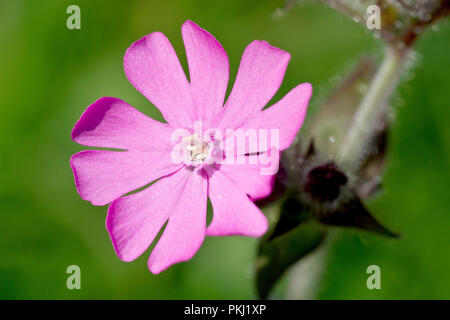 Red Campion (silene dioica), close up of a solitary flower. Stock Photo