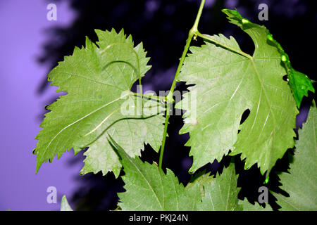 A pair of green grape leaves with raindrops on edges, seen in close-up view from below Stock Photo