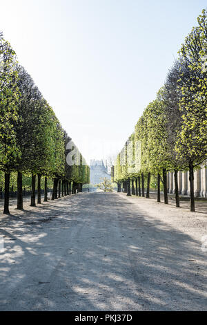 Jardin des Tuileries early in the morning Stock Photo