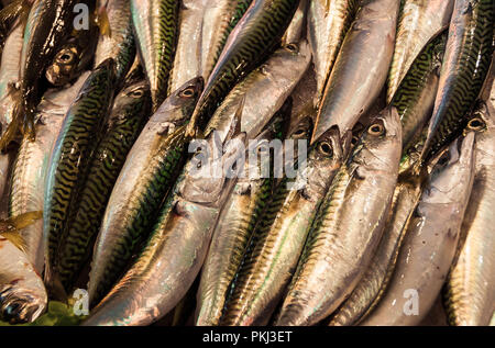 Atlantic Mackerel at the fish market Stock Photo