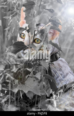 Beautiful male silver Bengal kitten with focus on amazing amber eyes when outdoors sitting behind a bush Stock Photo