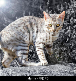 Beautiful male silver Bengal cat kitten portrait outdoors Stock Photo